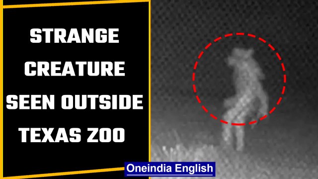 Texas: Strange creature spotted outside zoo goes viral | Oneindia News *offbeat