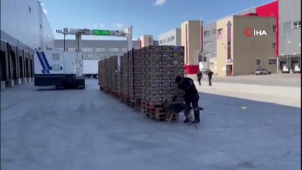 Muz sevkiyatında ele geçirildi, darbe vuruldu! Piyasa değeri 2 milyon korunadan fazla