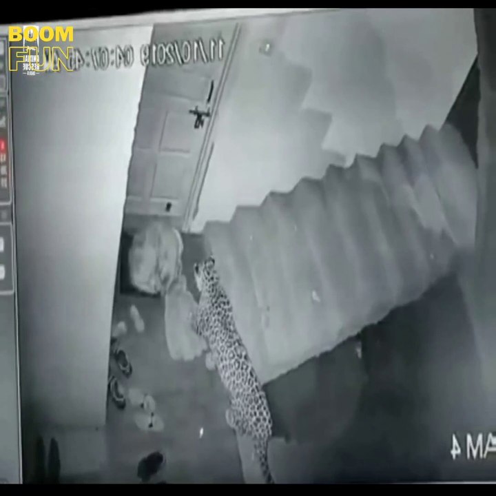 OMG ! The leopard caught the dog inside house