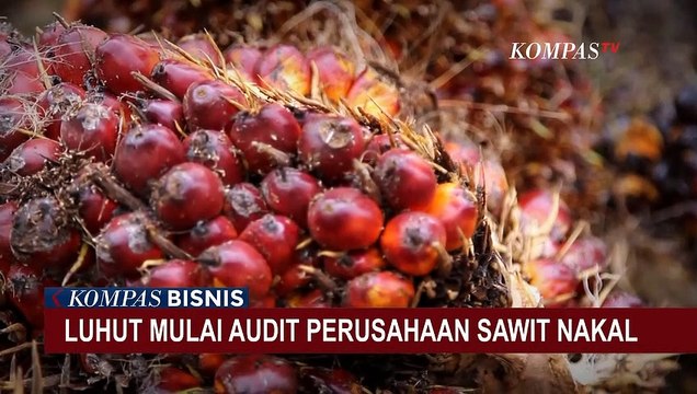 Luhut Binsar Panjaitan Mulai Audit Perusahaan Sawit Nakal, Daftar Perusahaan Dirahasiakan!