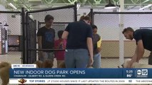 New indoor dog park opens in Chandler