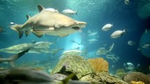 Summer of Sharks Behind the Scenes Tour at OdySea Aquarium