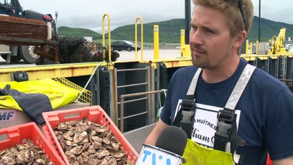 William B : La perle des huitres