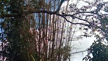 Viral Tarian Burung Hitam  Di Pinggiran Hutan Kota Sorong, PB