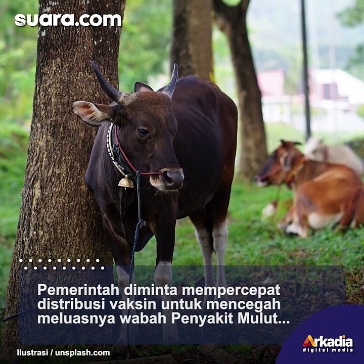 Cegah Wabah PMK, Pemerintah Segerakan Vaksin Hewan Ternak Sebelum Idul Adha