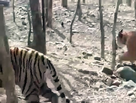 रणथम्भौर: साल दर साल बढ़े बाघ नहीं बढ़ा वन क्षेत्र