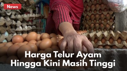 Harga Telur Ayam Di Pekanbaru Naik, Tembus Rp50 Ribu Per Papan !!