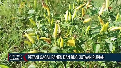 Tải video: Tanaman Cabai Terserang Hama Antraknosa, Petani Gagal Panen