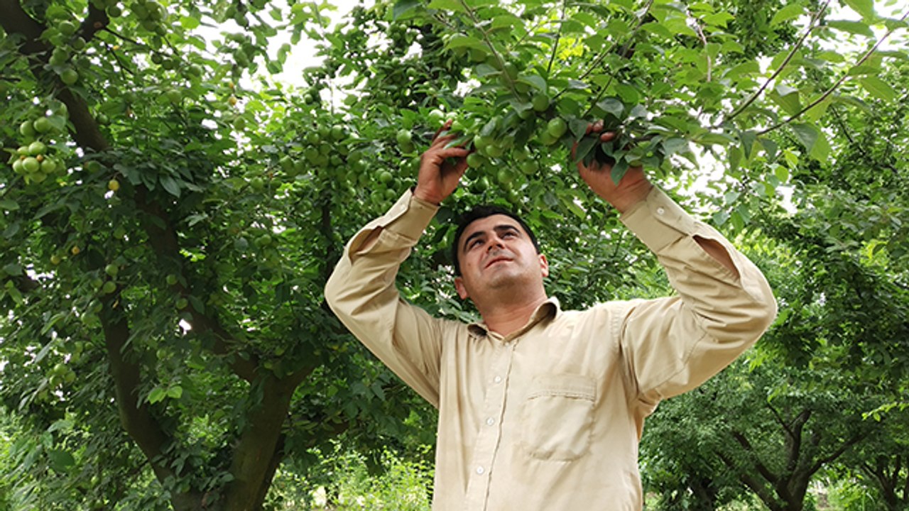 "Geçen yıl 1 kilo erik 2 litre mazot alırken, bu yıl 3 kilo erik ile 1 litre mazot alabiliyoruz"