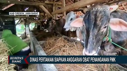 Download Video: Dinas Pertanian Kabupaten Cirebon Siapkan Anggaran Obat Penanganan PMK