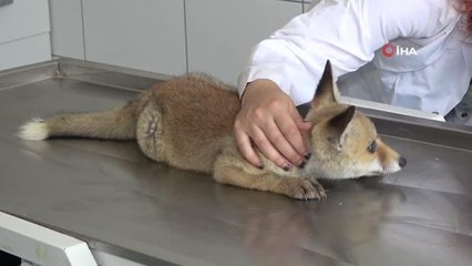 Annesiz kalan sevimli tilki ölmek üzereyken bulundu