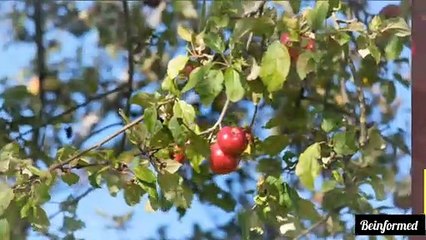 The top 10 reasons you need to eat fruits always