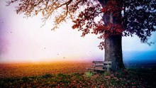 Beauty of Nature - Fantasy - Relaxing - Free HD Videos - no copyright
