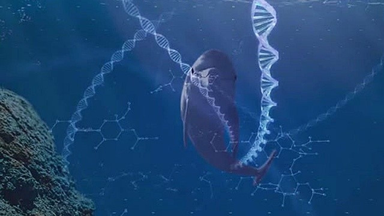 The Big Blue - Kickstarter-Video zum Ecco-the-Dolphin-Nachfolger