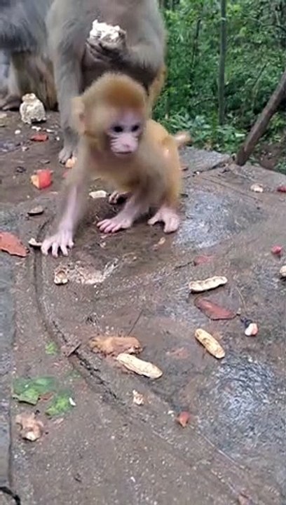 Baby monkey cute animals 46