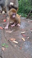 Baby monkey cute animals 46