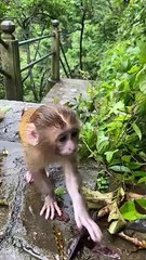 Baby monkey crying