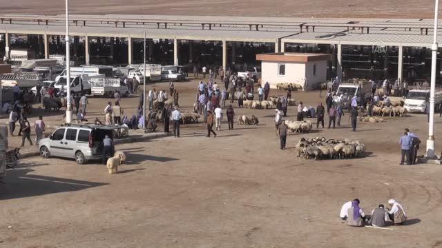 ŞANLIURFA - Kurban Bayramı öncesi hayvan pazarlarında hareketlilik başladı