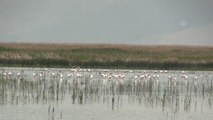 Su seviyesi yükselen Sultan Sazlığı göçmen kuşları ağırlıyor