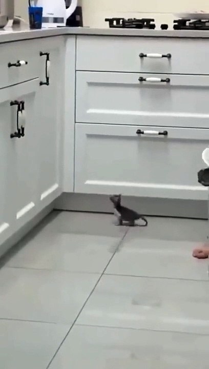 A little cat can't jump