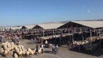 Sarkışla'da hayvan pazarında Kurban Bayramı öncesi yoğunluk yaşanıyor