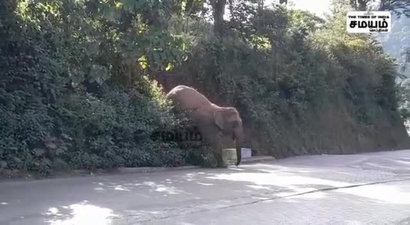 பலா பழத்தை டேஸ்ட் செய்த யானை கூட்டம்!