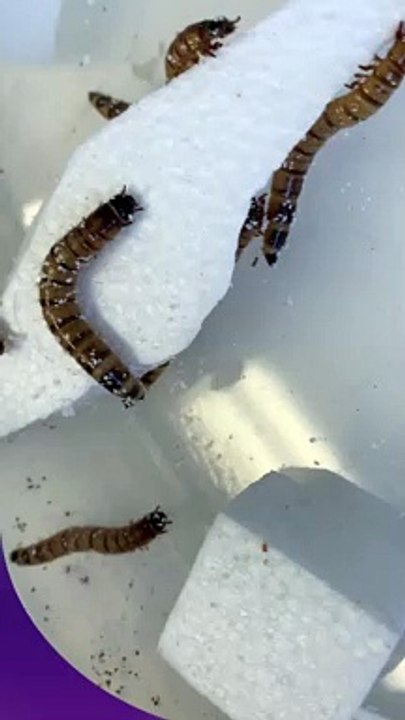 Super gusanos comiendo plásticos
