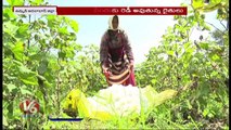 Kharif Cultivation Begins In Adilabad , Farmers Start Agriculture Works _ V6 News