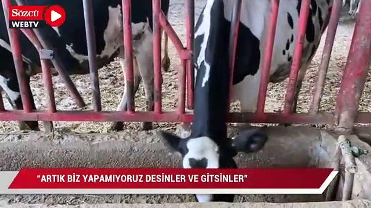 “Biz bittik” diyen üretici: Hayatımda ben böyle bir yıl görmedim. Artık gitsinler