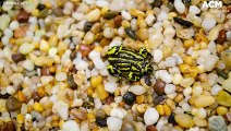 Critically endangered northern corroboree frogs re-released into Namadgi National Park | June 14, 2022 | Canberra Times