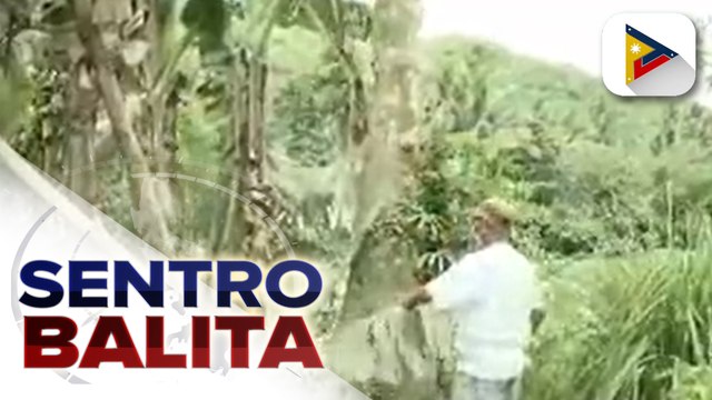 Higit P10-M halaga ng ari-arian sa sektor ng agrikultura, sinira ng pag-aalburoto ng Bulkang Bulusan