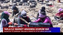 Tarladan 1,5 liraya çıkıyor, markette 7-8 liraya satılıyor