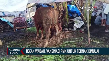 Descargar video: Tekan Penyebaran Kasus PMK, Kementan Siapkan Tiga Juta Dosis Vaksin untuk Hewan Ternak!