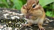 Chipmunks For Cats To Watch Video By Kingdom Of Awais