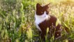 Environnement : a-t-on le droit de nourrir les chats errants ?