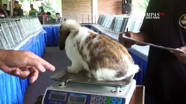 Lucunya, Ratusan Kelinci Hias Ikut Kontes Kecantikan