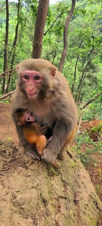 Baby monkey cute animals 56