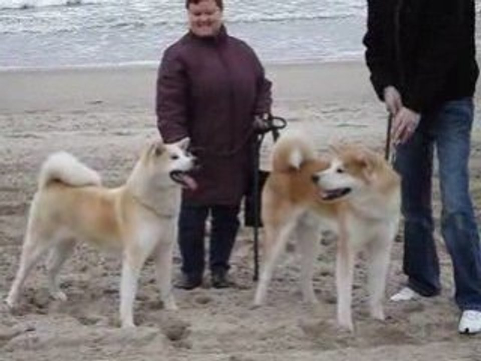 AKITA INU A LA PLAGE