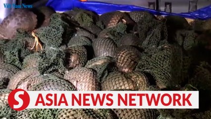 Vietnam News | Efforts to save pangolins in Vietnam
