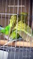 Animals mating