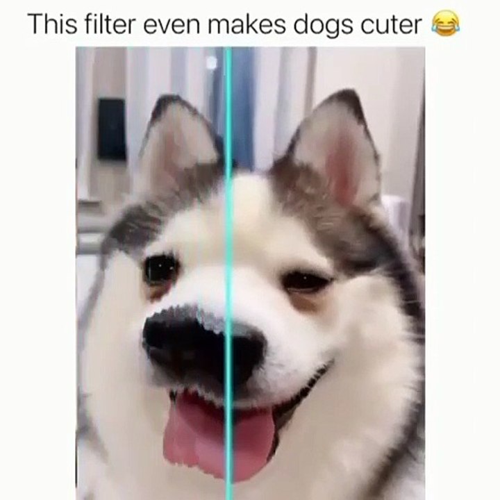 Funny dogs vines   funniest  dogs and  cats  awesome funny pet animals videos   shorts