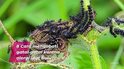 8 Ways to treat itching due to caterpillar allergies (8 CARA MENGOBATI ALERGI AKIBAT ULAT BULU)