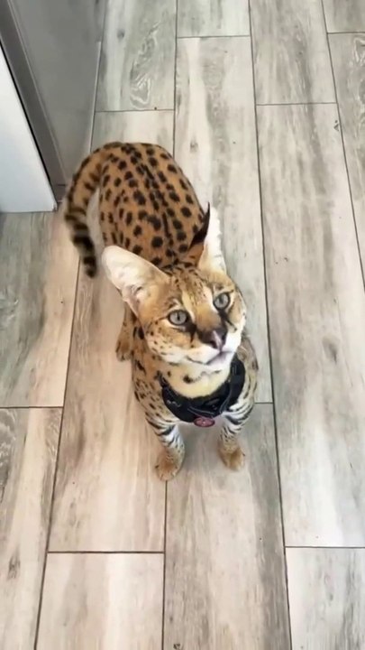 Savannah Cat Love to Eat Chicken