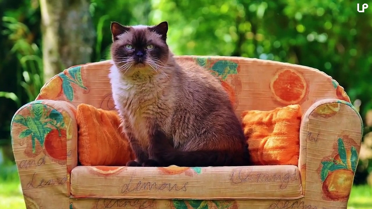What are the Top 10 Biggest Cat Breeds in the World?