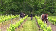 Plus écologique, plus précis le cheval vigneron fait son grand retour dans les vignes