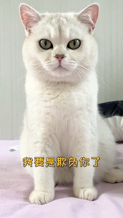 Baby Cats - Cute and Funny Cat Videos Compilation , Aww Animals Video, EP (18)