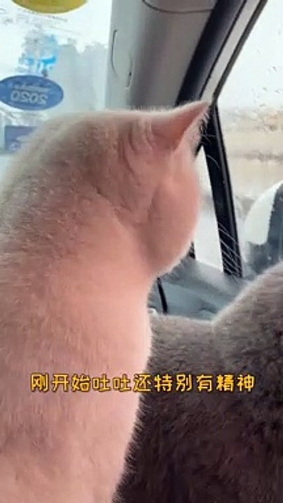 Baby Cats - Cute and Funny Cat Videos Compilation , Aww Animals Video, EP (19)