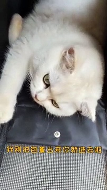 Baby Cats - Cute and Funny Cat Videos Compilation , Aww Animals Video, EP (11)