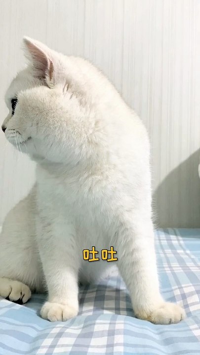 Baby Cats - Cute and Funny Cat Videos Compilation , Aww Animals Video, EP (13)