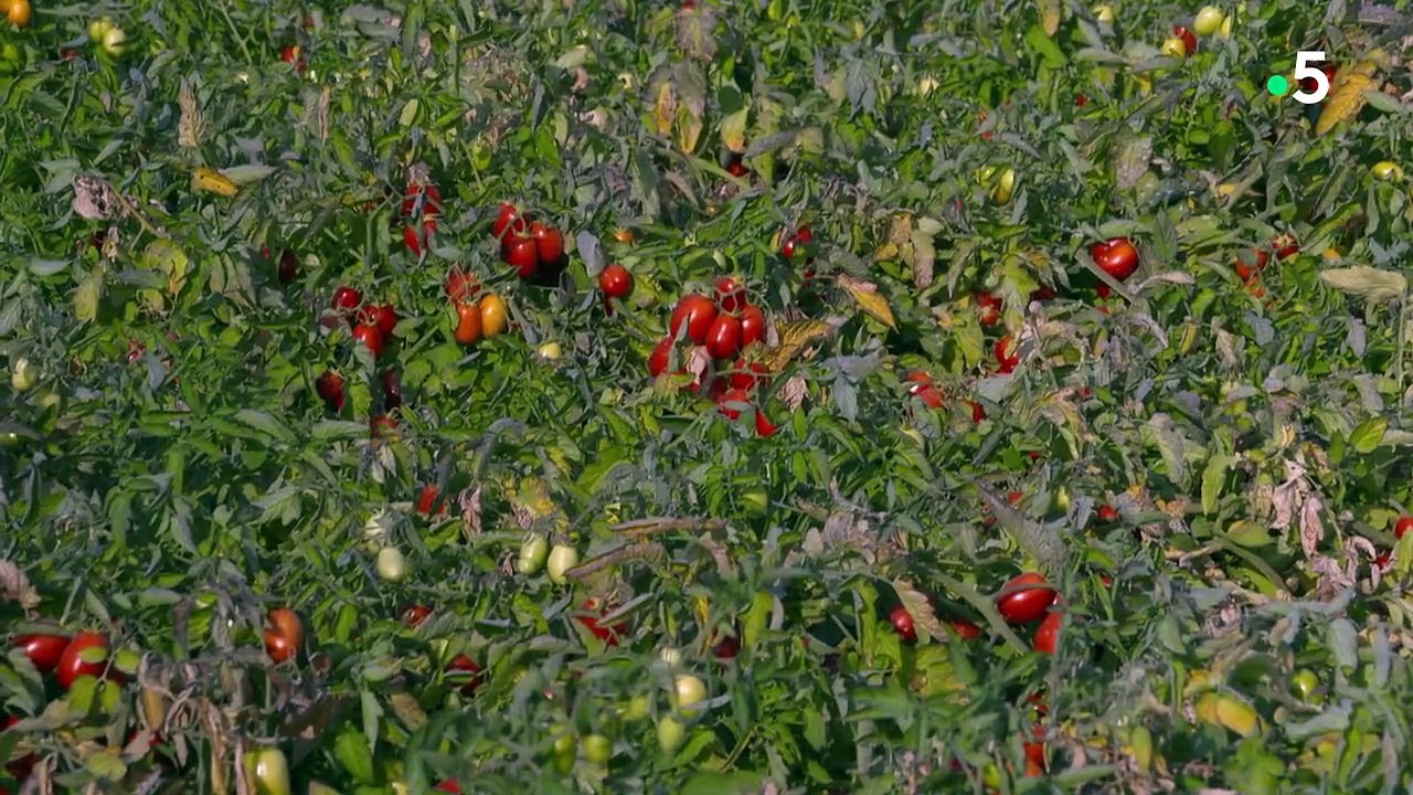 Arnaques à l'italienne
